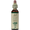 Centaury Bach Flower Remedy